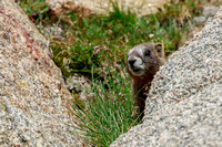 Peek-a-boo Marmot