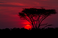 Acacia Sunset