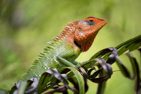 Common Green Forest Lizard