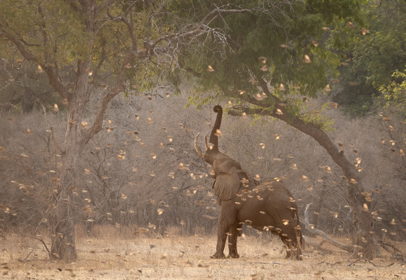 Elephant and Red-billed Quelea